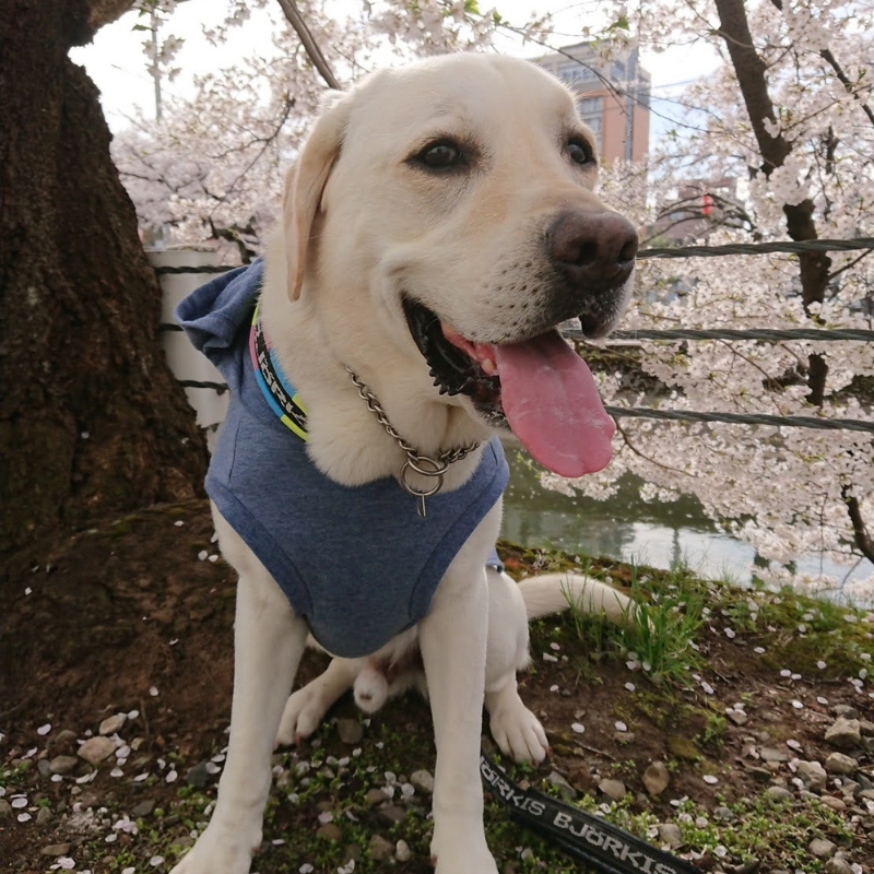 生前のワンちゃん